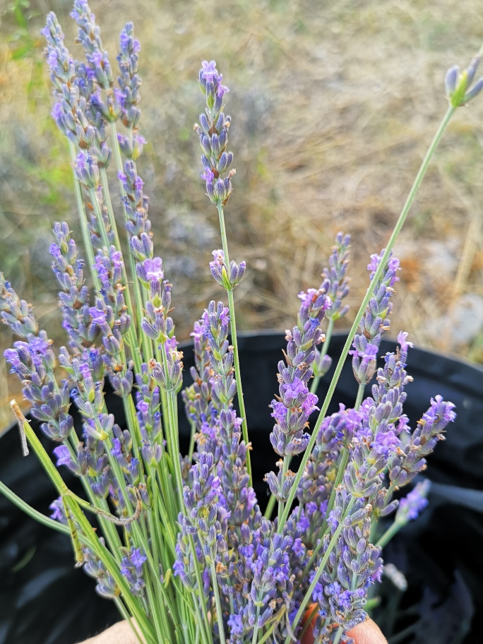 Lavanda